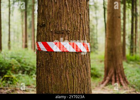 Rot-weißes Warnband aus Kunststoff, das um einen Baumstamm in einem Wald gewickelt ist. Nahaufnahme, geringe Schärfentiefe, keine Personen. Stockfoto