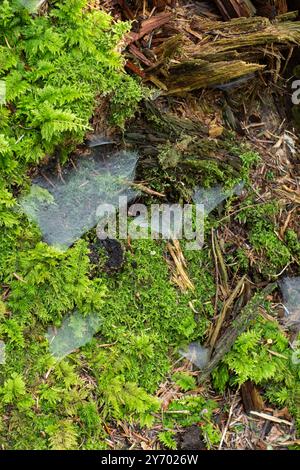 Dichtes, dickes Spinnennetz oder Spinnennetz auf einem Waldboden. Nahaufnahme, keine Leute. Stockfoto