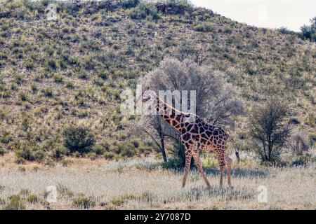 Niedliche angolanische Giraffe (Giraffa camelopardalis angolensis), in Kalahari, grüne Wüste nach der Regenzeit. Kgalagadi Transfrontier Park, Südafrika wild Stockfoto