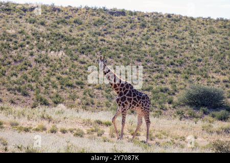 Niedliche angolanische Giraffe (Giraffa camelopardalis angolensis), in Kalahari, grüne Wüste nach der Regenzeit. Kgalagadi Transfrontier Park, Südafrika wild Stockfoto