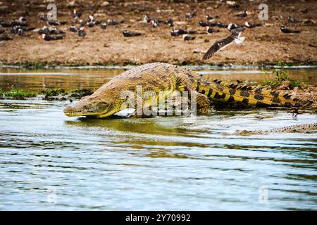 Ein Krokodil in Kazinga Chanel im Queen Elizabeth National Park Uganda Stockfoto