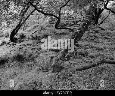 Blick auf den neolithischen Cnocan nan Gobhar (Hügel der Ziegen) in einem Wald über dem nordöstlichen Ufer des Abhuinn Cille Mhaire, Kilmarie, Isle of Skye, Schottland Stockfoto