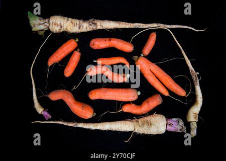 Pastinaken und Karotten auf dunkler Matte, die in Kleinschrecke angebaut werden, haben unterschiedliche Formen, zwei geteilte Karotten, lange dünne Pastinaken, aber alle gut zum Essen Stockfoto