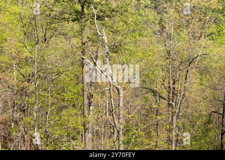 Das Sonnenlicht beleuchtet einen Wald der Smoky Mountains mit üppig grünem Laub und einer Vielzahl von Baumarten in einer friedlichen Frühlingsumgebung. Stockfoto