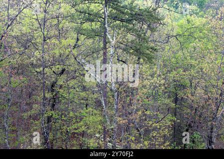 Eine lebhafte Nahaufnahme eines üppigen, grünen Smoky Mountain Waldes im Frühjahr, der eine Vielzahl von Bäumen mit frischem Laub zeigt. Stockfoto