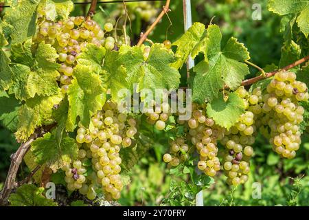 Terrassen des Weinbergs Lavaux, UNESCO-Weltkulturerbe, Genfersee, Schweiz, Europa Stockfoto