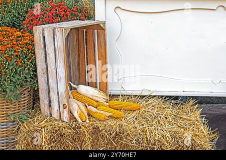 Reifer Mais in einer Holzkiste mit Herbstblumen. Herbst Allerheiligen Halloween Stockfoto