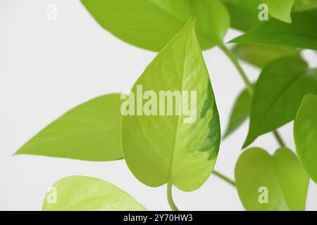 Neon-Pothos-Zimmerpflanzenblätter. Grünes epipremnum aureum-Laub mit neutralem Hintergrund. Nahaufnahme eines vielschichtigen Blattes Stockfoto