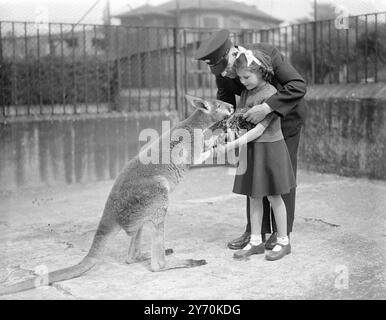 SIE sind Ein GUTER HAUFEN -- ist ein Gedanke, der sich vielleicht auf DIGGER einfallen könnte , ein rotes Känguru , das vor kurzem vom Toranga Zoo , Sydney , Australien , im Londoner Zoo angekommen ist , da ihm zwei praktische Ausdrücke des britischen guten Willens gegeben werden , Ein freundlicher " Handschlag " von KATHLEEN GOOLD aus Palmers Green ( London ) , ein sechsjähriger Besucher des Zoos , und eine Mahlzeit mit saftigen Karotten . 13. Mai 1949 Stockfoto