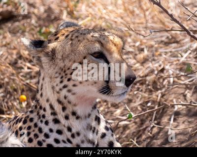 Kopf eines wunderschönen weiblichen Geparden (Acinonyx jubatus), fotografiert im Serengeti Nationalpark in Tansania. Stockfoto