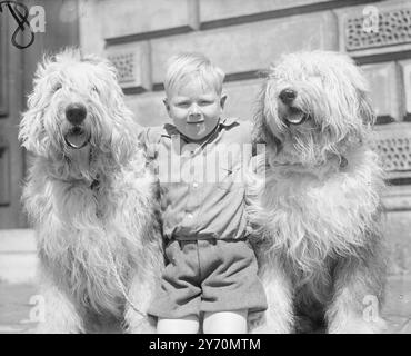 Der 4-jährige Colin Watts aus West Croydon fand sich in guter Gesellschaft wieder, als er heute die South Eastern Old English Sheepdog Club Show in der Memorial Hall in Camden Town (London) besuchte. Hier ist er bei Mrs. M.E.Harwoods alten englischen Schäferhunden 'DRIFTIN CLOUD' (links), fotografiert mit seiner Mutter 'LADY BLUE CHERRY' aus dem gleichen Besitz. August 1949 Stockfoto