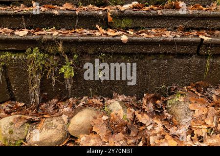 Kaskadenwand mit eingewachsenen Pflanzen und Steinen und braunen Eichenblättern Stockfoto