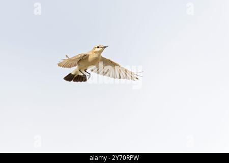 Ein isabelliner Spitzhaufen (Oenanthe isabellina) im Flug. Stockfoto