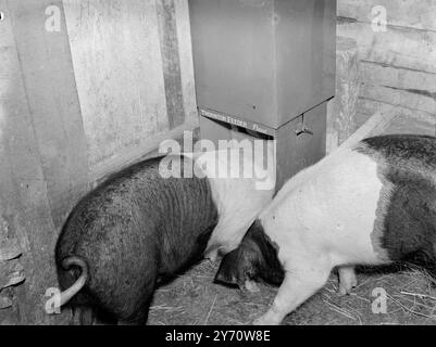 "Self Service" Fütterung von Schweinen. 1. Januar 1946 Stockfoto