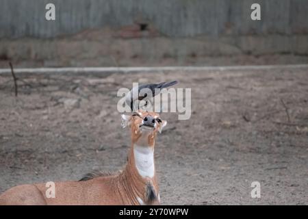 Friedlicher Grooming-Moment zwischen Crow und Nilgai. Symbiotische Beziehungen Stockfoto