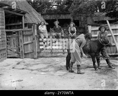 Farm School , Sissinghurst , Walthamstow Hall School Girls Grooming Bull . 1. Januar 1946 Stockfoto