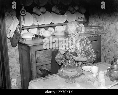 Jackdaw ( Tame)1940 Stockfoto