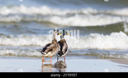 Weibliche und männliche Mallard, Anas Platyrhynchos stehen am Strand, Rückansicht Stockfoto