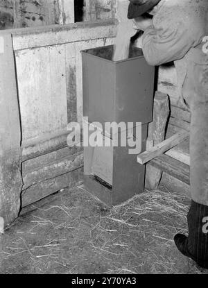 "Self Service" Fütterung von Schweinen. 1. Januar 1946 Stockfoto