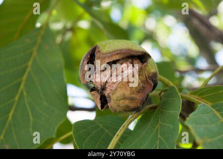 Walnuss auf dem Zweig; der Walnuss ist der große faltige essbare Samen eines Walnussbaums, der aus zwei Hälften einer harten Schale besteht. Stockfoto