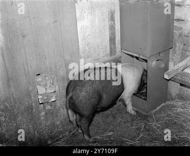 "Self Service" Fütterung von Schweinen. 1. Januar 1946 Stockfoto