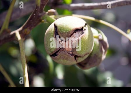 Walnuss auf dem Zweig; der Walnuss ist der große faltige essbare Samen eines Walnussbaums, der aus zwei Hälften einer harten Schale besteht. Stockfoto