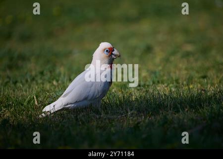 Der langschnabelige corella, der in einem schattigen Gras sitzt, mit dem Kopf des Kakadus, der von der Sonne beleuchtet wird, während er ein Stück Grün in seinem Schnabel hält Stockfoto