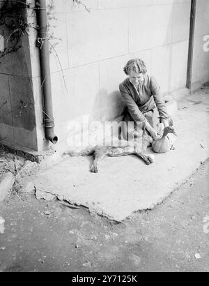 Ente und toter Fuchs. 1946 Stockfoto