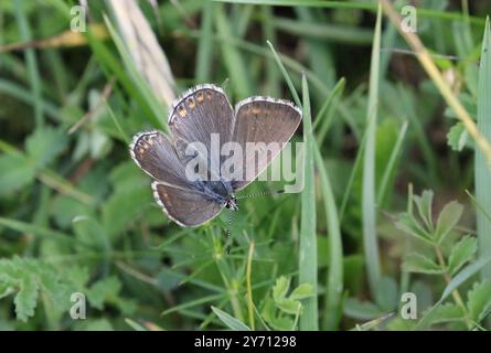 Adonis Blue Butterfly female – Polyommatus bellargus Stockfoto