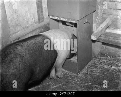 "Self Service" Fütterung von Schweinen. 1. Januar 1946 Stockfoto