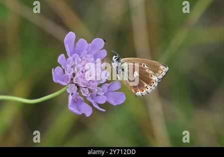 Adonis Blue Butterfly female Aberration krodeli – Polyommatus bellargus Stockfoto