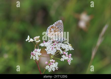 Adonis Blue Butterfly männlich – Polyommatus bellargus Stockfoto