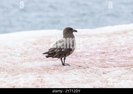 Südpolar Skua - Stercorarius maccormicki Stockfoto