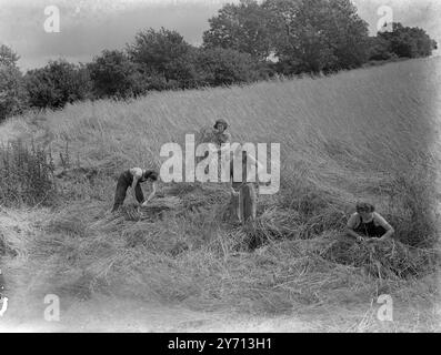 Farm School , Sissinghurst , Walthamstow Hall School Girls - Tieing up Oats . 1. Januar 1946 Stockfoto