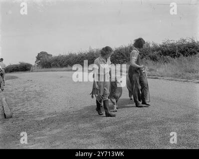 Farm School , Sissinghurst , Walthamstow Hall School Mädchen die Widder trainieren . 1. Januar 1946 Stockfoto