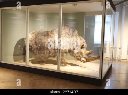 Gera, Deutschland. September 2024. Die lebensechte Rekonstruktion eines Wollnashörns (Weibchen mit Wintermantel) ist in einem Ausstellungskoffer in der Sonderausstellung „Riesen der letzten Eiszeit – Höhlenhyänen und Wollnashörner“ zu sehen. 1874 wurden Knochen aus der Weichselzeit vor 115.000 Jahren in der Lindenthaler Hyenahöhle im Stadtteil Pforten in Gera gefunden. Quelle: Bodo Schackow/dpa/Alamy Live News Stockfoto