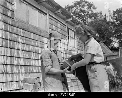 Farm School , Sissinghurst , Walthamstow Hall School Girls - Bull Grooming . 1. Januar 1946 Stockfoto