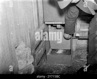 "Self Service" Fütterung von Schweinen. 1. Januar 1946 Stockfoto