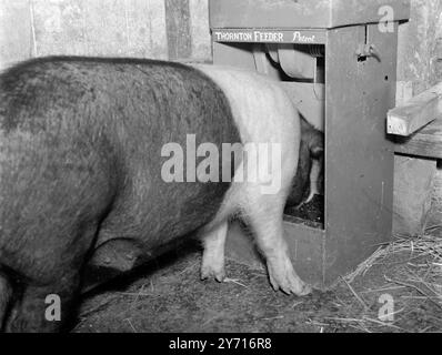 "Self Service" Fütterung von Schweinen. 1. Januar 1946 Stockfoto