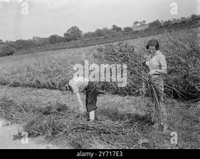 Farm School , Sissinghurst , Walthamstow Hall School Girls Tieing Beans . 1. Januar 1946 Stockfoto