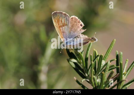 Kleine Lampides boeticus Schmetterling auf Rosmarinblättern, Alcoy, Spanien Stockfoto