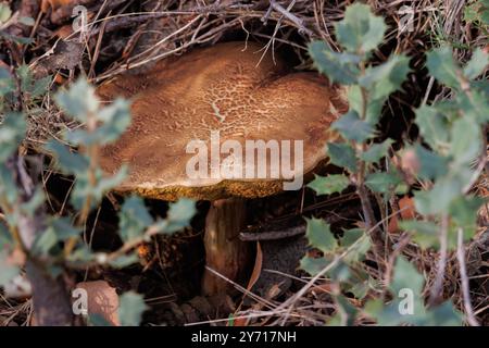 Kürbispilz-Boletus edulis, der im Wald in Alcoy, Spanien wächst Stockfoto