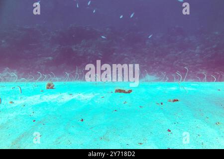 Roter Meeresgarten Aal. Hunderte von Aalen stehen im Sand unter dem Wasser am Korallenriff Stockfoto