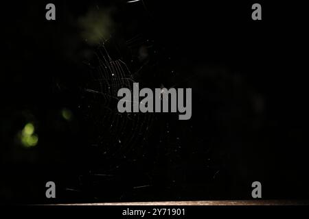 Spiderweb bei MOCA Mass, Fresh Grass Stockfoto