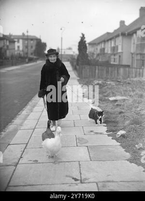 IHR PET WALK MRS. F.A. AMBROSE macht sich mit ihrem Haustier Drakes , " Beauty and Floss " , auf den Weg nach Bristol , mit Tony , der Katze an der Spitze für ihren täglichen Spaziergang . Alle drei Haustiere leben in enger Harmonie zusammen - sowieso meistens zu jeder Zeit. 27. Februar 1949 Stockfoto