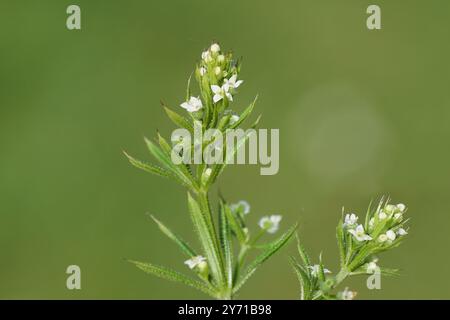 Nahaufnahme von Anhalter, Spaltscheiben (Galium aparine) mit kleinen weißen Blüten. Frühling, Mai, Niederlande Stockfoto