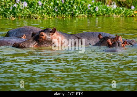 Flusspferde (Choerpsis liberiensis) im Kazinga Channel - Queen Elizabeth National Park. Stockfoto