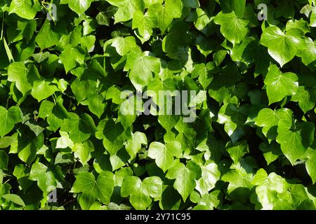 Nahaufnahme-Wand mit jungen, glänzenden Efeublättern. Hedera helix, Familie Araliaceae. Frühling, Mai, Niederlande Stockfoto