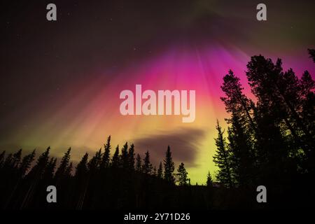 Die Nordlichter beleuchten den Himmel mit violetten und grünen Tönen über einem Wald Stockfoto