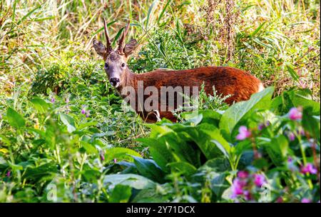 Dundee, Tayside, Schottland, Großbritannien. September 2024. UK Wildlife: Trottick Mill Teiche in Dundee Schottland bieten eine wunderbare herbstliche Landschaft mit männlichen weißen Rumpelhirschen, die im Grasland weiden. Quelle: Dundee Photographics/Alamy Live News Stockfoto